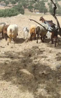 گوسفند و بز