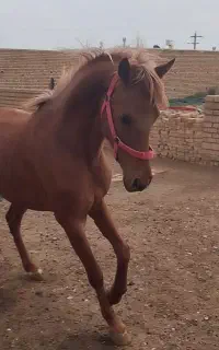 فروش کره عرب مصری