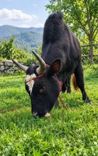 ورزا کوله چالوسی داشتی