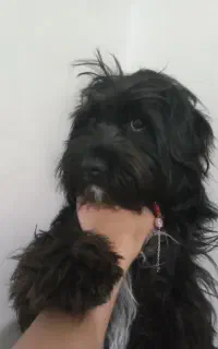 سگ شیترزو تریر ماده