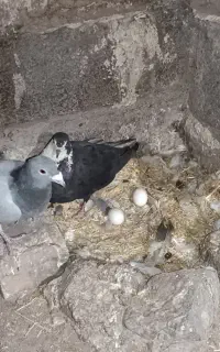 کفتر