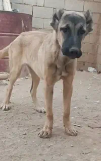 توله سگ سرابی