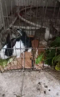 تعدادی بچه خرگوش