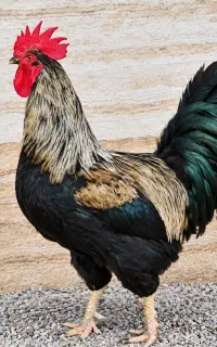 خروس سیاه