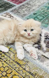 گربه اسکاتیش نر و ماده