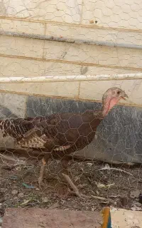 بوقلمون ماده تخم گذار