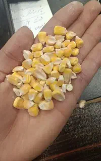 فروش جو وذرت و سویا