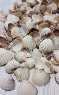 صدف دریایی شمال