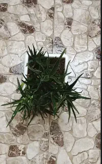 گل شاخه گوزنی