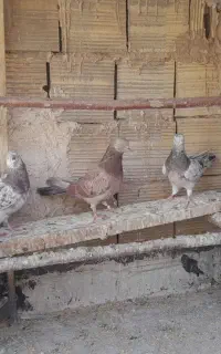 کبوتر‌ سرور .زردی .کلدار.کل زرد و سینماش و سفید