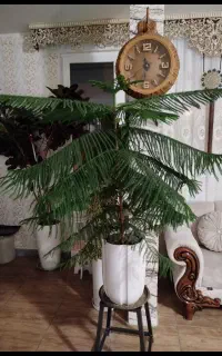 کاج مطبق طبیعی