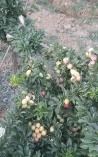 خدمات فنی مهندسی کشاورزی و انجام تغذیه و چالکود