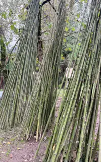نی بامبو