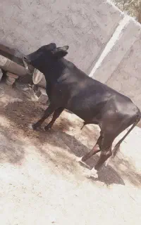 گوساله نر
