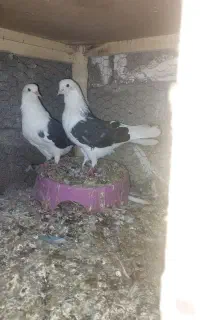 جفت کفتر پرشی