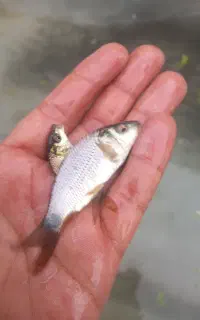 فروش انواع ماهی پرورشی