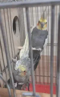 عروس هلندی