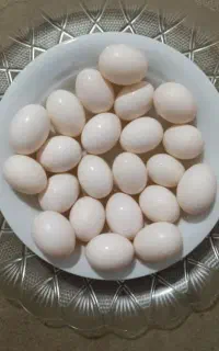 تخم کبوترتازه