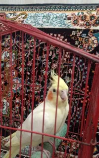 عروس هلندی