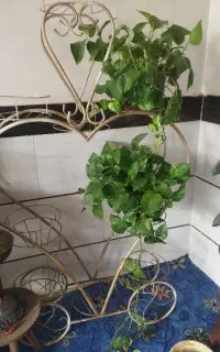استندگل چوبی وفلزی