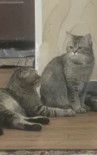 گربه نر و ماده اسکاتیش فولد