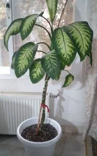گل دیفن باخیا