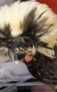 خروس و مرغ زینتی