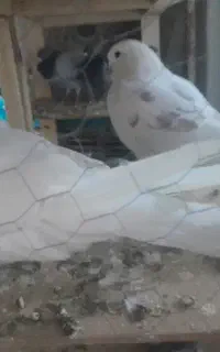 کفتر