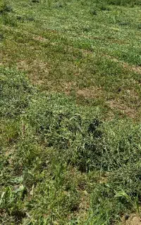 فروش یونجه
