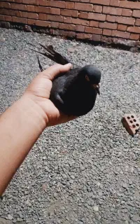 کفتر
