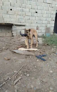 توله سگ سرابی