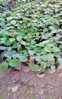نهال کیوی یک ساله فروشی