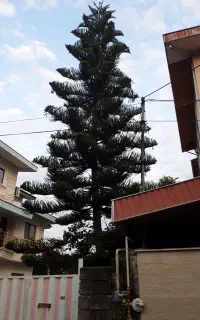 فروش درخت کاج