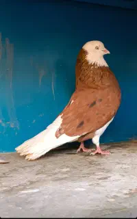 کبوتر