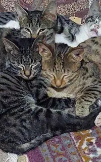 گربه خانگی