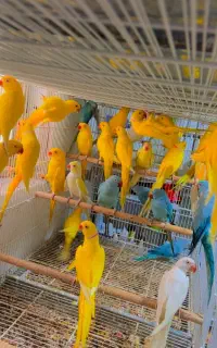 کلکسیون ملنگو رنگی