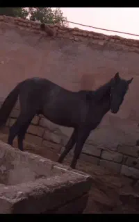 اسب نریون
