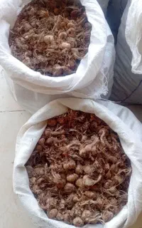 پیاز زعفران