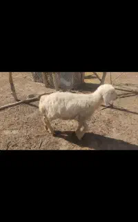 میش درجه یک