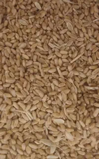 گندم مهرگان
