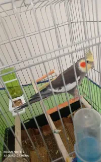 عروس هلندی