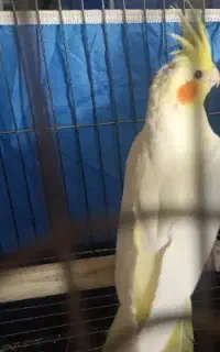 عروس هلندی