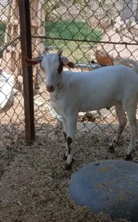 کهره نر صلاله گل توپی اصل