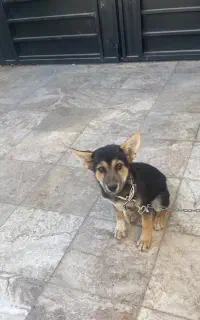 سگ ژرمن شاه توله