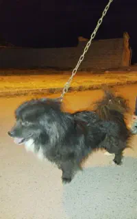 سگ پاکوتاه