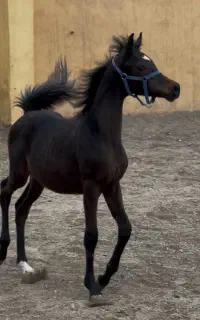 کره نریان عرب ۲سر وارداتی مشکی (پسر ای جی داریج)
