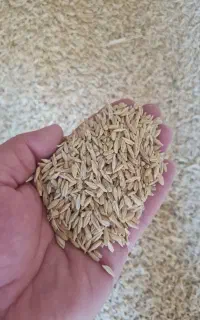 جو محلی