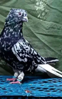 زاغ دم سفید