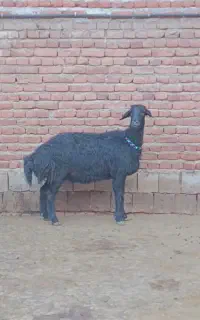 دوتا‌ میش‌ قزل‌ افشار‌