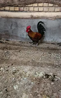 خروس جوان درشت